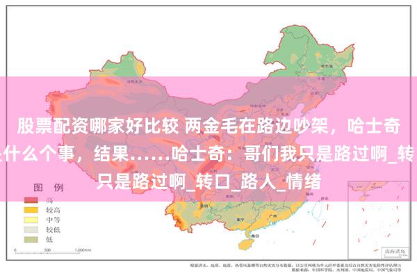 股票配资哪家好比较 两金毛在路边吵架，哈士奇想来看看这是什么个事，结果……哈士奇：哥们我只是路过啊_转口_路人_情绪